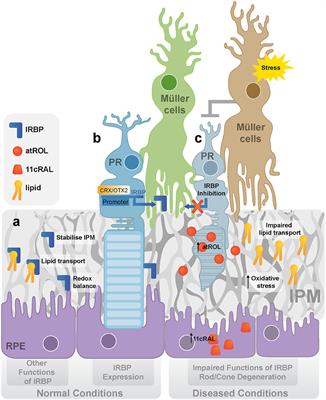 Interphotoreceptor Retinoid-Binding Protein (IRBP) in Retinal Health and Disease